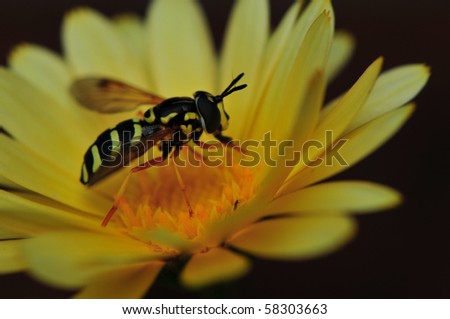 Hover fly on Calandula with copy space.