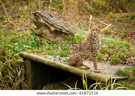 cheetah in controlled conditions with copy space and selective focus