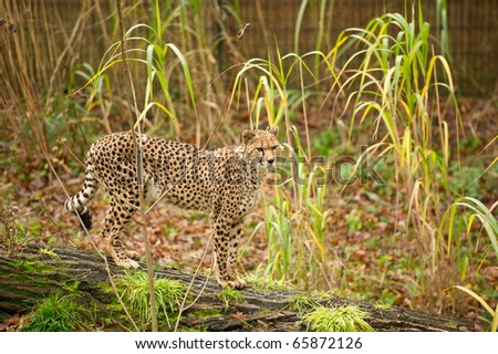 cheetah in controlled conditions with copy space and selective focus
