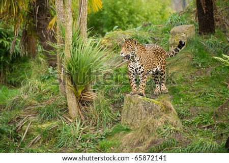 Jaguar standing on rock starring in controlled conditions.