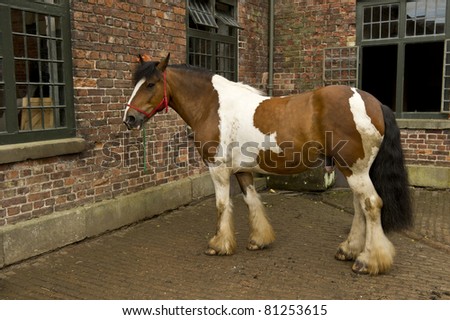 Brown Cob Horse standing in yard ready for wash.