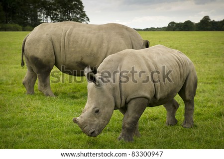 Baby Rhino in field with mother eating grass.