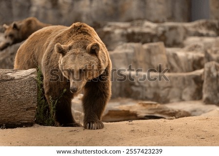 Similar – Image, Stock Photo Brown bear near log Bear