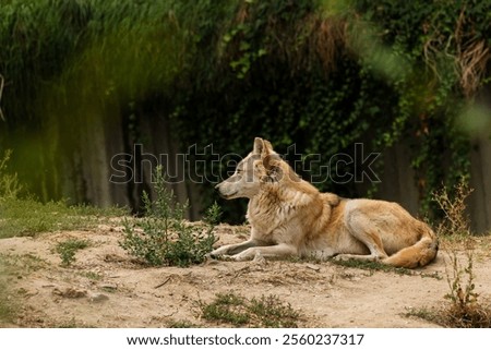 Similar – Foto Bild Wölfe ruhen im Sonnenstrahl im Wald