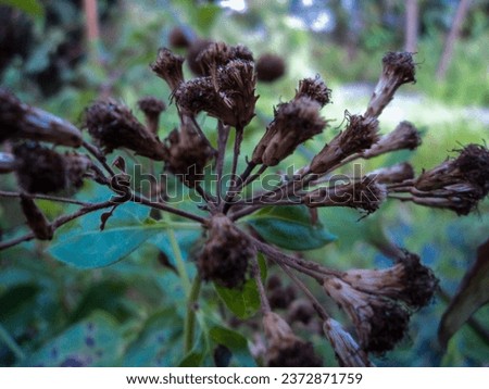 Similar – Image, Stock Photo Single dried wild flower on grey background