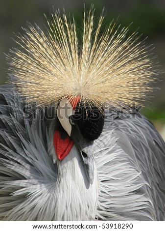crowned crane near diadem from the image