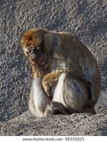 The monkey is tired, sad.