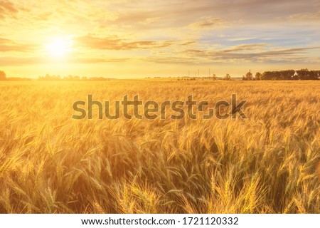 Scene of sunset or sunrise on the field with young rye or wheat in the summer with a cloudy sky background. Landscape. Foto stock © 
