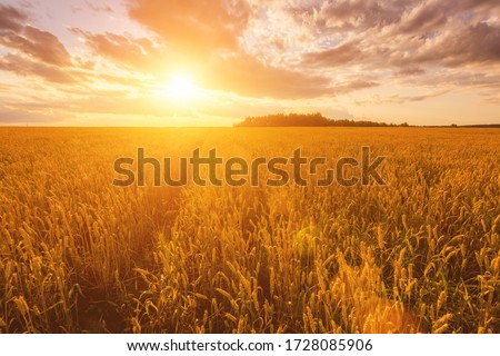 Similar – Image, Stock Photo Grain field in sunlight with poppies in the background.