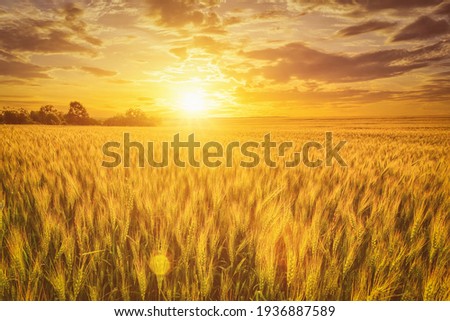 Sunset or sunrise on a rye field with golden ears and a dramatic cloudy sky.
