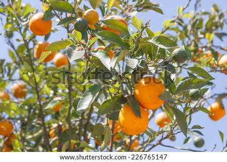 Orange trees with fresh fruits - Citrus sinensis