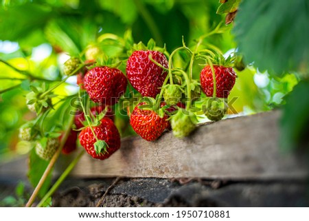 Similar – Image, Stock Photo Fresh Organic Strawberries and Apples Floating in a Tub of Water