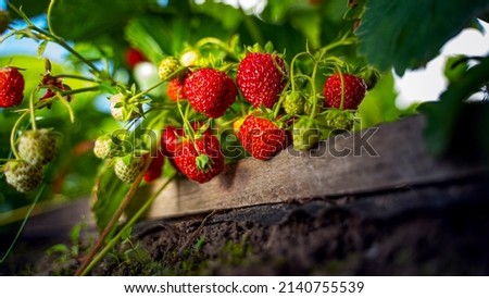 Similar – Image, Stock Photo Fresh Organic Strawberries and Apples Floating in a Tub of Water