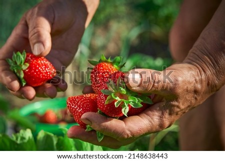 Similar – Image, Stock Photo Crop person with fresh pea pod