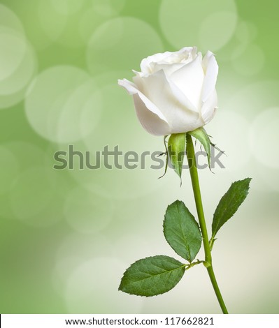 Beautiful white Rose flower