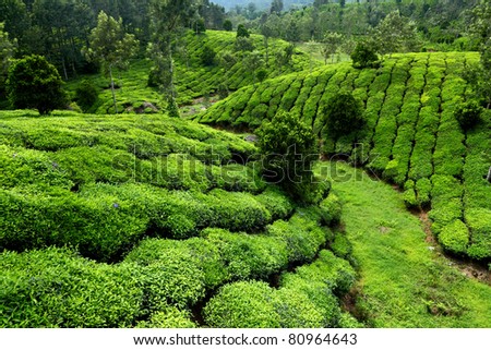 Tea Estate in mountain place of India/ Tea Estate/ Tea Estate