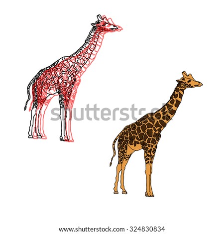 Beautiful giraffes, 2 options, illustration isolated on white