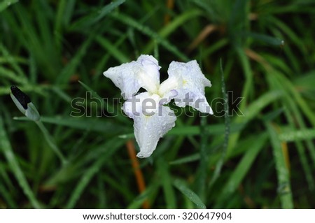 White iris during the rainy season in Japan