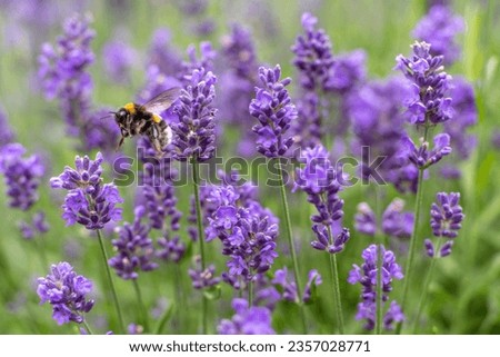 Similar – Foto Bild Hummel und Lavendel