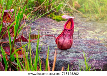 Nepenthes, Bolovane Plateau, champasak, Lao Imagine de stoc © 
