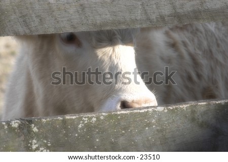 Cow looking through a fence.