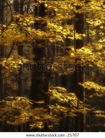 Yellow leaves stand boldly against the black branches of a tree in the early morning sunlight.