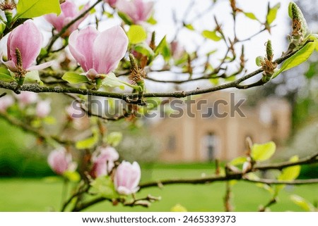 Similar – Foto Bild Magnolia harmonisch