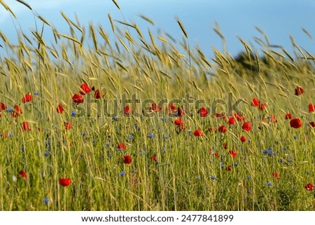 Similar – Image, Stock Photo poppies, cornflowers, blue sky, what more could you want?