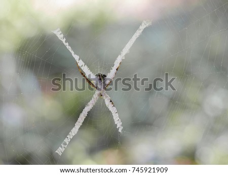 writing spiders stock photos writing