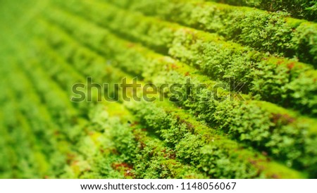Small moss planted a small tree on a stone wall or ladder moss's green background. The background usually grows in thick green clumps or mats. depth of field of mosses Stock fotó © 