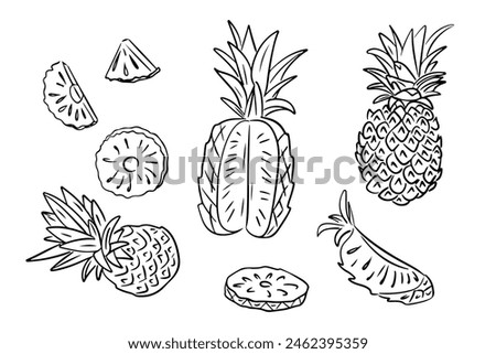 Doodle tropical summer pineapple drawings in hand drawn style. Monochrome vector contour sketchy illustration of pieces of sweet fruit on white background. Ideal for coloring pages, tattoo, pattern