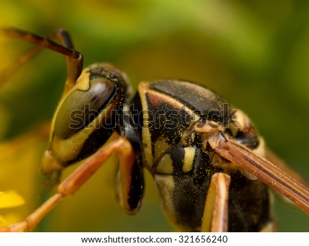 Close up view of paper wasp on yellow flower