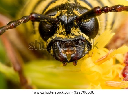 Close up portrait of black and yellow locust borer beetle on a yellow flower.  The straight on portrait shows the black eyes, yellow fur, and red antenna of the insect.