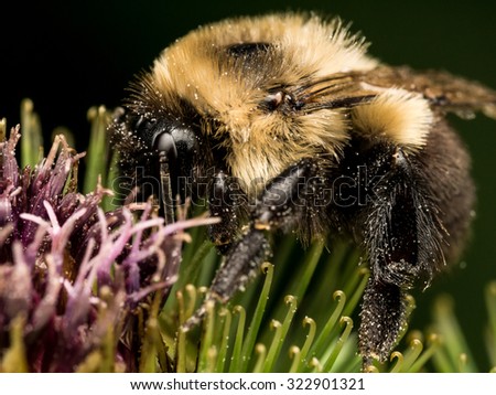 Bumble bee profile on green and purple flower