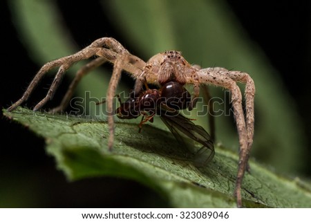Brown wolf spider eats red ant on green leaf