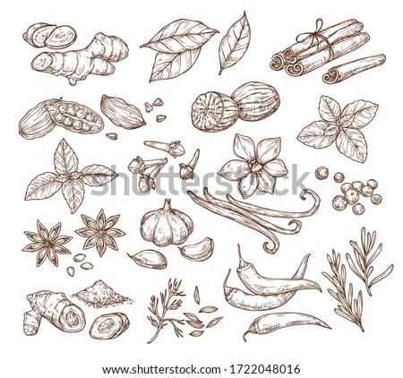 Vector sketch illustration of spices and herbs. Isolated on a white background. Ginger, cinnamon, vanilla, anise, basil, rosemary, turmeric. Use to create menus, packaging, patterns, prints.