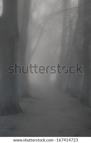 Path in Hazy Autumn Forest