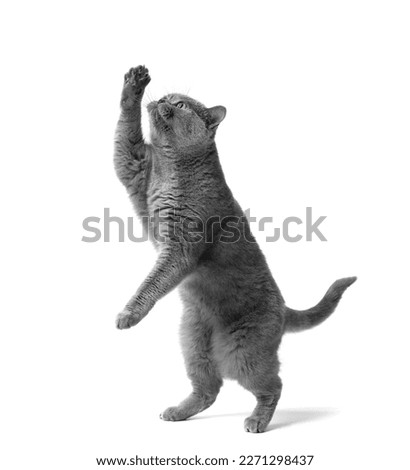 Image, Stock Photo cat raising paw reaching for camera on brown background