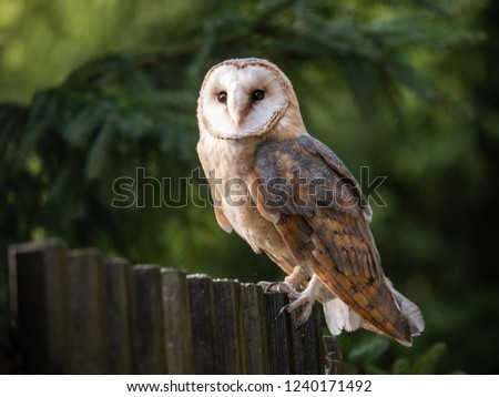 Barn Owl /"Forward/" Tyto alba Original Graphite Drawing PRINT Raptor Bird Nature