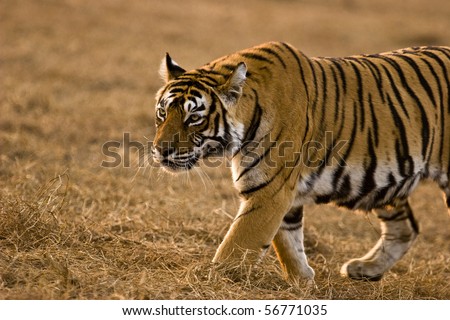 Tiger walking on the dry grasses of the  dry deciduous forest of Ranthambore tiger reserve