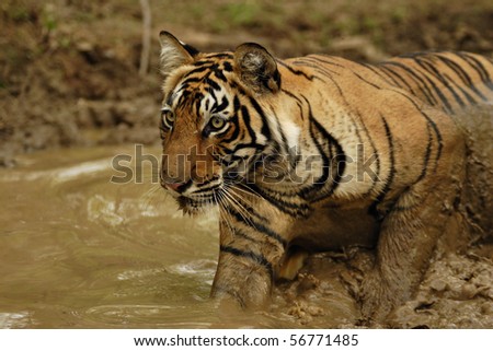Tiger sitting in a water hole in Ranthambhore