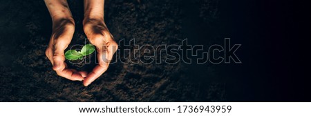 Similar – Image, Stock Photo a young god tree pushes through a crevice in the wall next to a gutter into the light, in front of it a cracked, mossy sidewalk