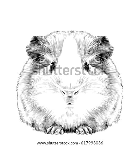 plump cute Guinea pig, sketch vector graphics black and white drawing