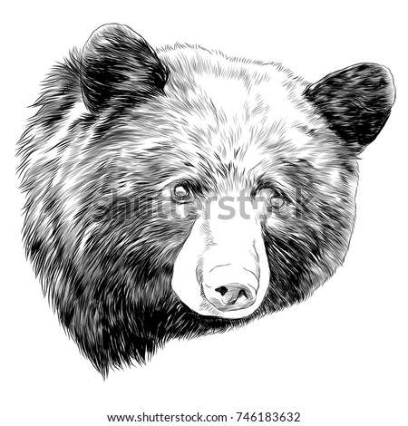 Black Bear Head Drawing | Free download on ClipArtMag