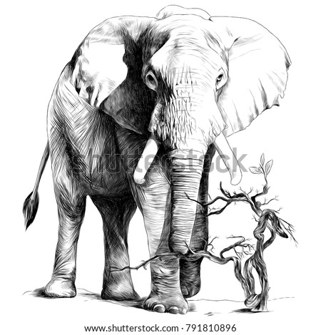 Elephant Clipart Black And White | Free download on ClipArtMag