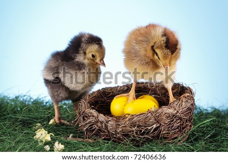 Easter chickens! Sweet young birds, easter concept!