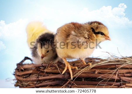 Easter Chickens! Young animals and holiday concept!