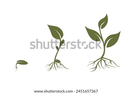 Green plant seedling. Plant growth stages, seed growing cycle. Vector sprouts, roots, seeds. Organic creative symbol concept, natural biocosmetics, nature