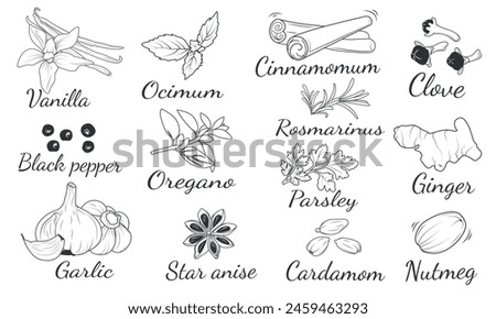 Spices and herbs. Vanilla, basil, ocimum, cinnamon, cloves, black pepper, oregano, rosemary, parsley, ginger, garlic, star anise, cardamom, nutmeg. Sketch of cooking spices isolated set