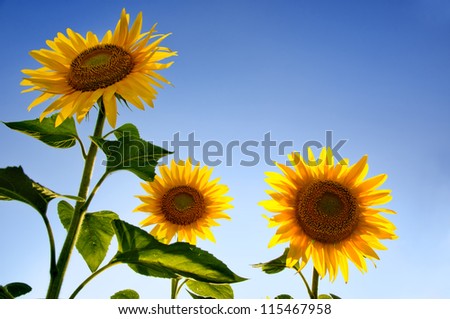Brightly lit sunflowers against vivid blue sky